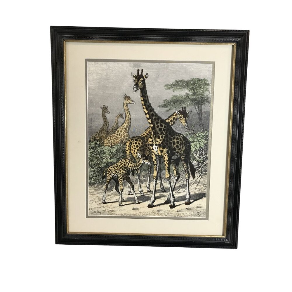 VTG Friedrich Specht "Giraffe" Late 19th Century Woodcut Art Jungle Multi-color